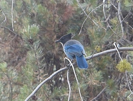 Steller's jay